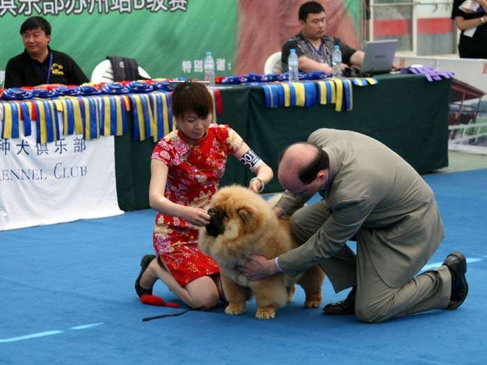 09.5.10第三届苏州国际名犬展战神获全场总冠军BIS