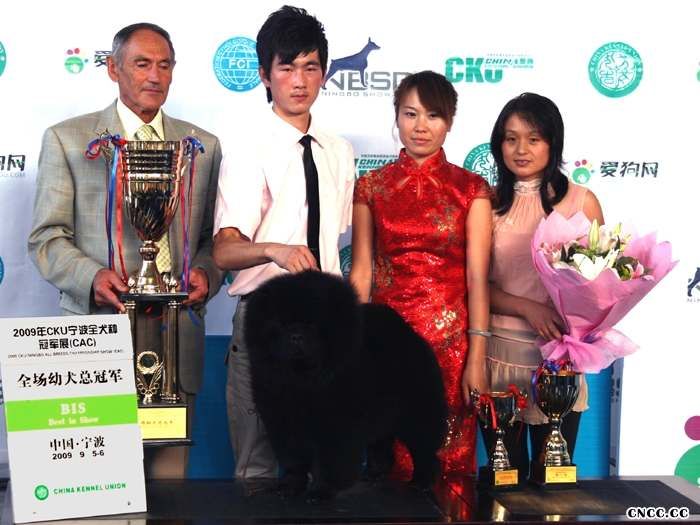 2009.9.5-6日CKU宁波全犬种冠军展黑牛获全场总冠军BIS图片