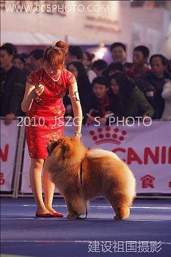 2010年3月13日-14日上海宠物大会中国犬赛战神获得2个非运动组冠军BIG松狮冠军BOB
