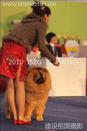 2010年3月13日-14日上海宠物大会中国犬赛战神获得2个非运动组冠军BIG松狮冠军BOB
