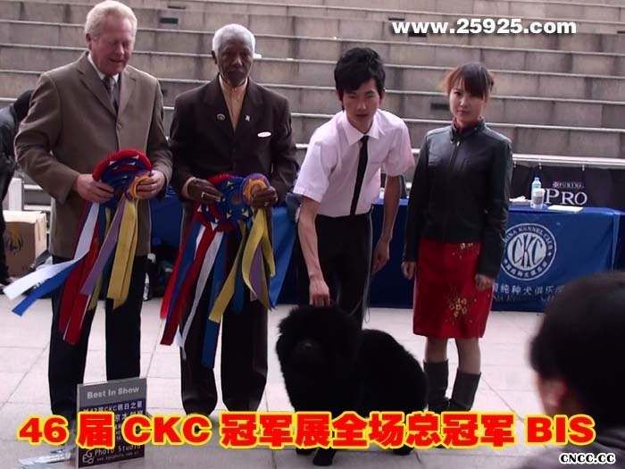 09.10.17黑牛获46届中国纯种犬俱乐部本部展全场总冠军图片