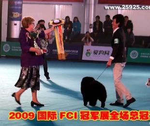 09.10.24FCI中国冠军展CACIB黑牛获全场总冠军BIS图片