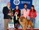 松狮犬高清图片小现金FIRST CASH获北京CKC全犬种比赛全场总冠军
