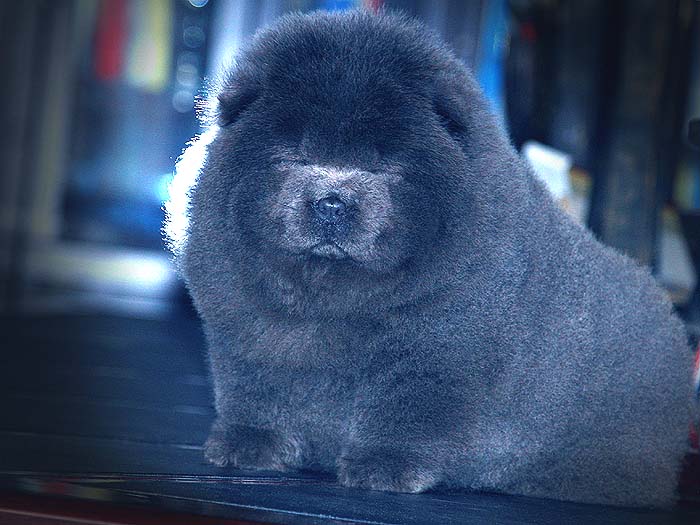 春节优惠预定冠军级纯种赛级蓝色松狮母出售松狮犬价格50000元