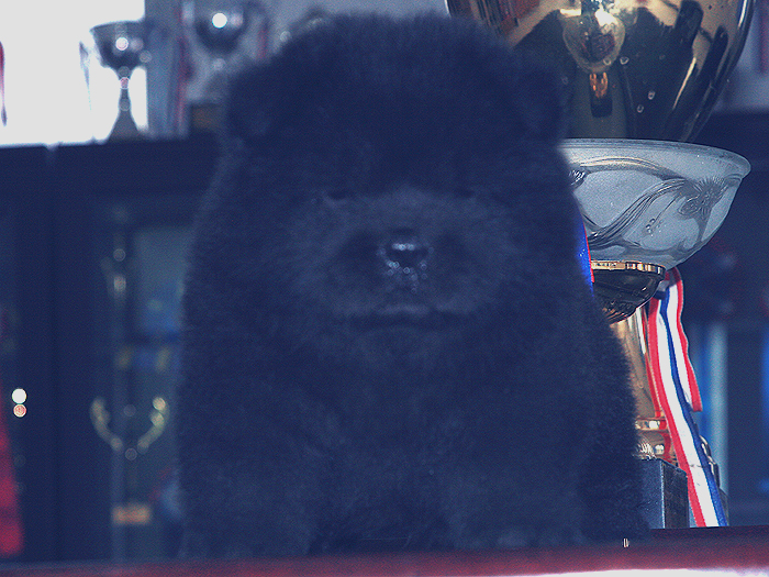 优惠出售熊仔万熊赛级纯种黑色松狮公犬