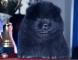 赛级出售优惠出售熊仔万熊赛级纯种2黑色松狮母犬