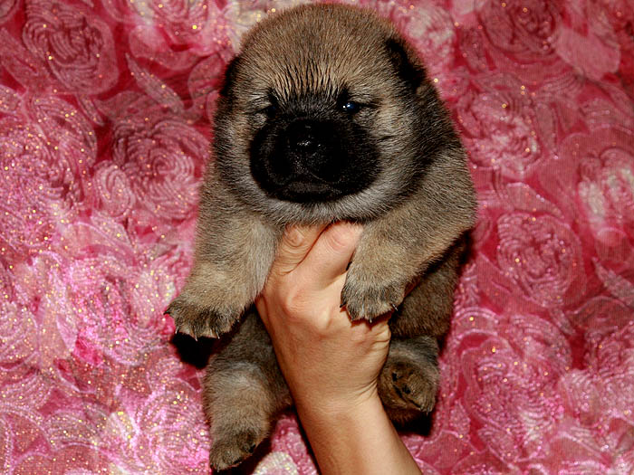优惠出售赛级纯种美系短毛松狮犬幼犬母出售松狮犬价格8800元