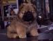 战神和AOAO的一个半月赛级松狮幼犬图片
