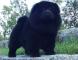 黑金熊三个半月六万和战神的黑色松狮幼犬公犬