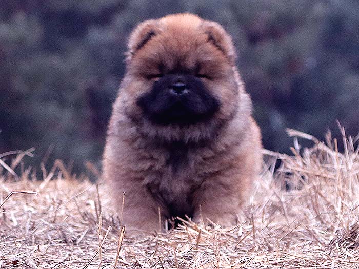 春节优惠红色赛级纯种松狮犬幼犬公出售松狮犬价格12800元
