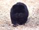 黑色松狮犬图片赛级纯种黑色松狮幼犬母犬图片-多宝玉照片