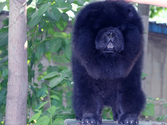 出售黑色6个月纯种顶级松狮幼犬公犬1