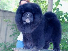 黑色6个月纯种赛级松狮幼犬公犬出售图片