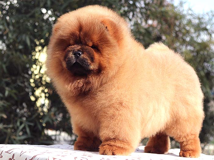 出售纯种松狮犬幼犬三个月公犬出售松狮犬价格15800元
