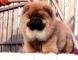 出售三个月纯种松狮公犬幼犬价格图片