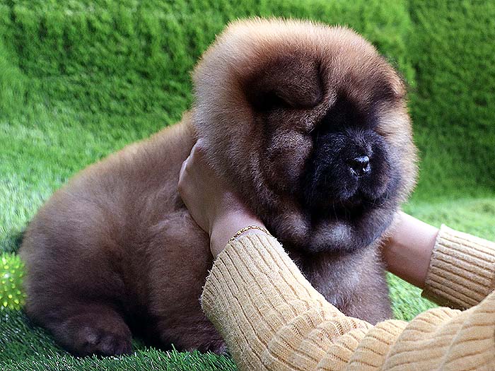 50天赛级纯种松狮母纯正红色幼犬价格出售松狮犬价格48800元