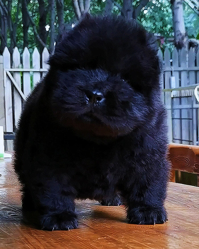 特价出售黑色纯种松狮幼犬母犬