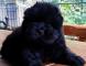 特价出售黑色纯种松狮幼犬母犬图片